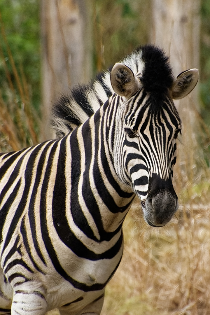 Zebra