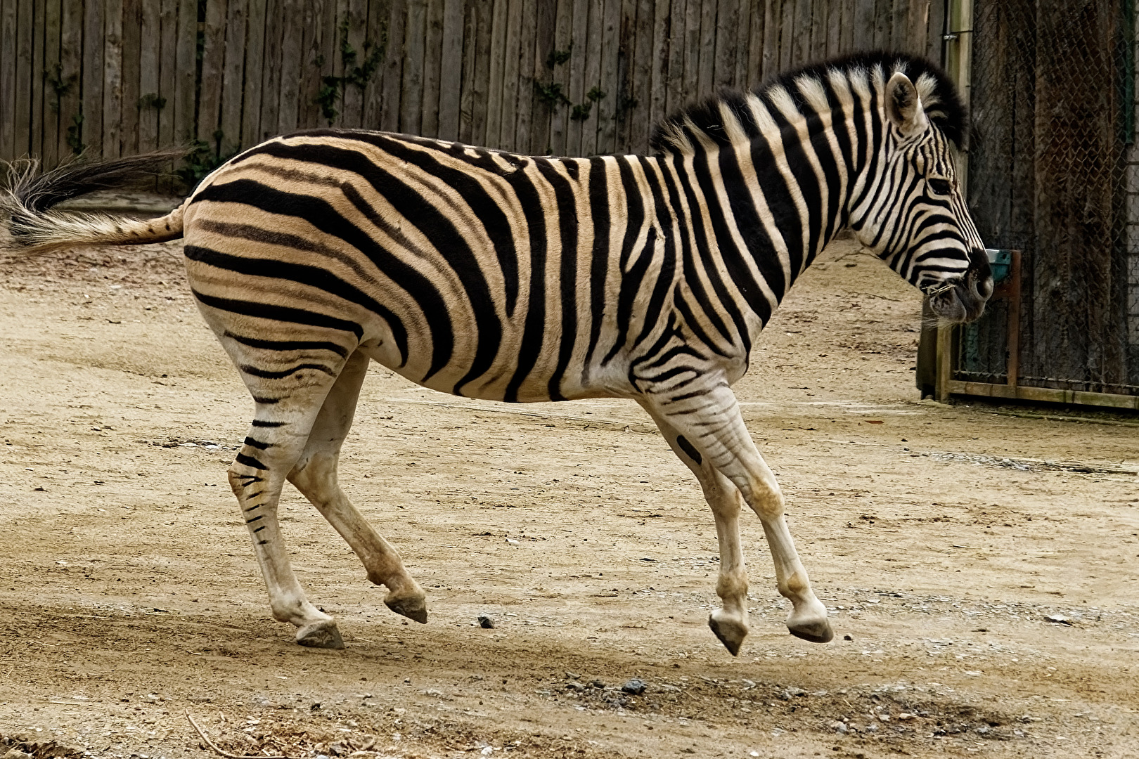 Zebra