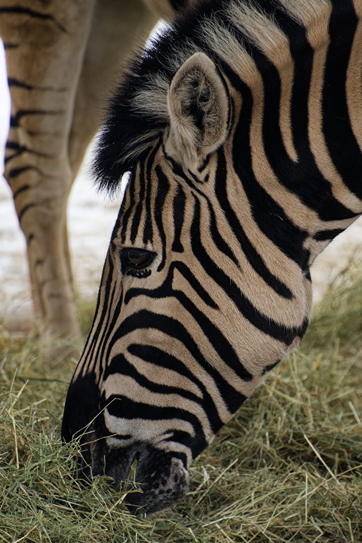 Zebra