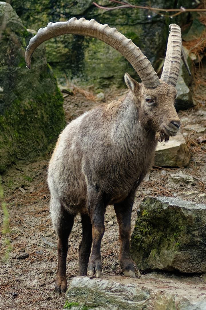 Alpensteinbock