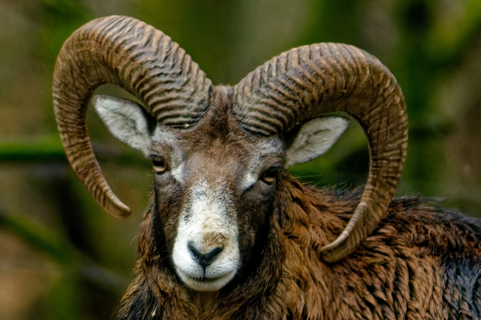 Mufflon