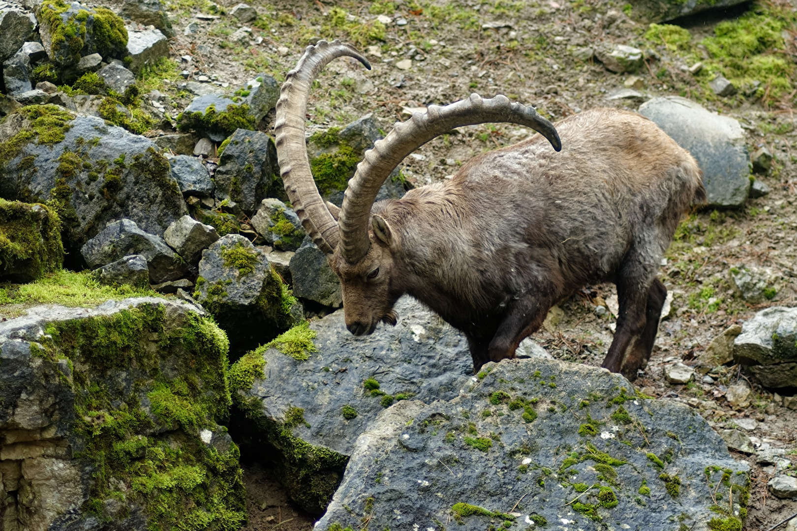 Alpensteinbock