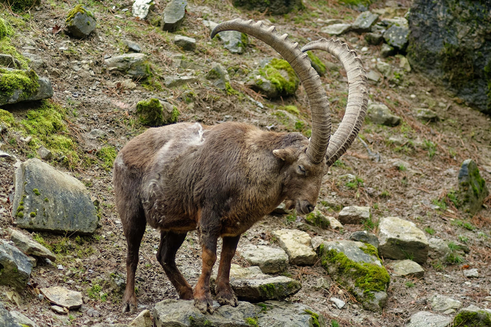 Alpensteinbock