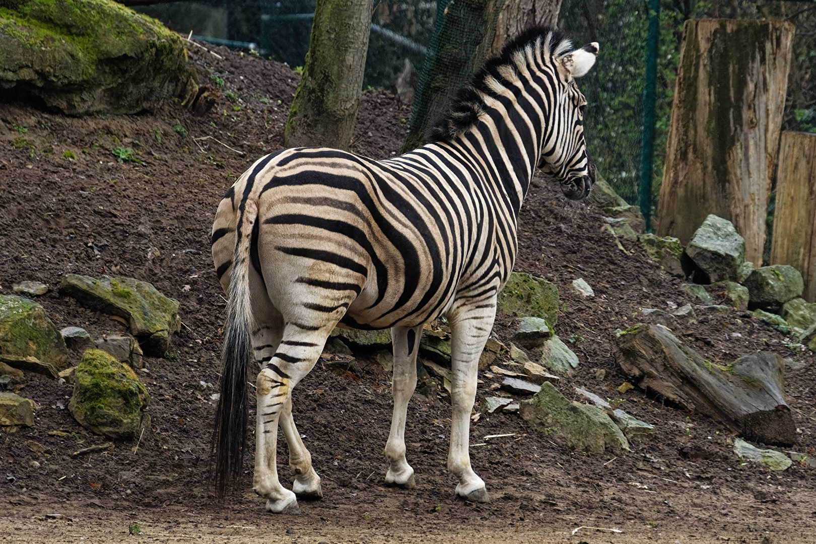 Zebra