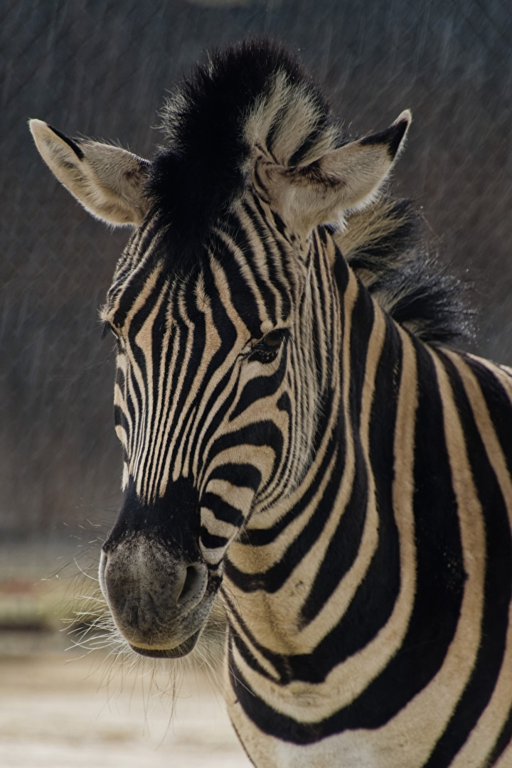 Zebra