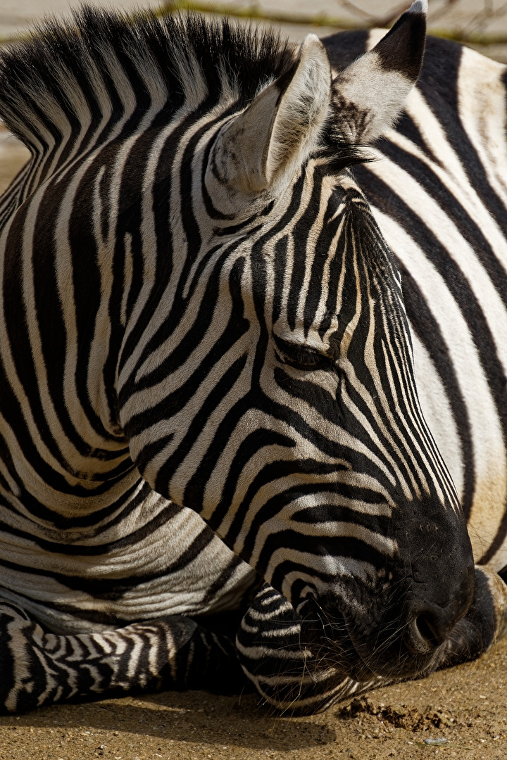 Zebra