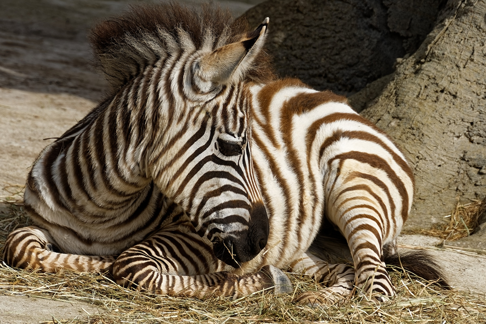 Zebra