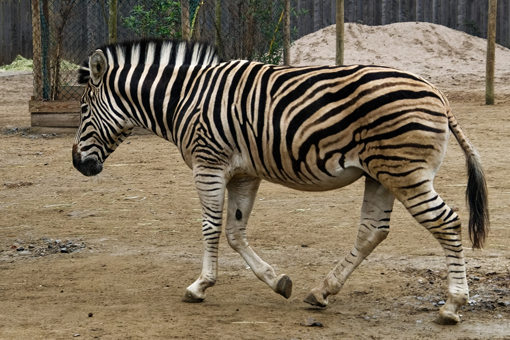 Zebra