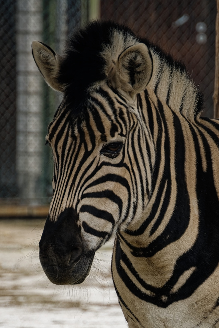 Zebra