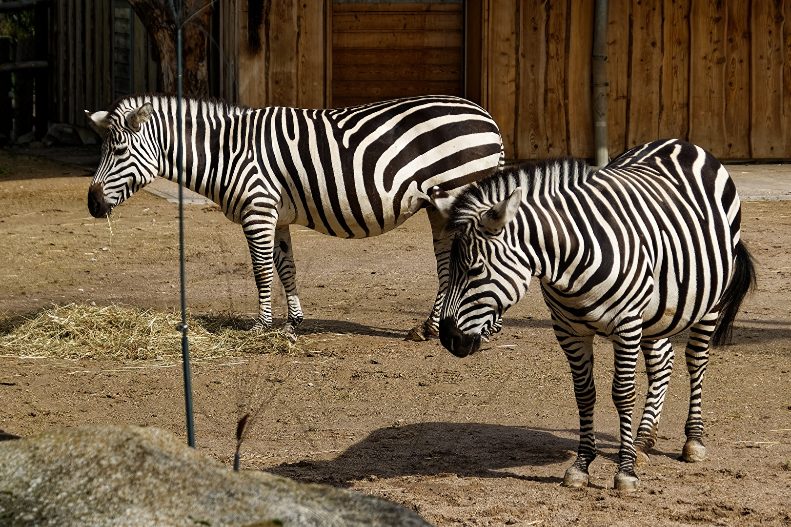 Zebras