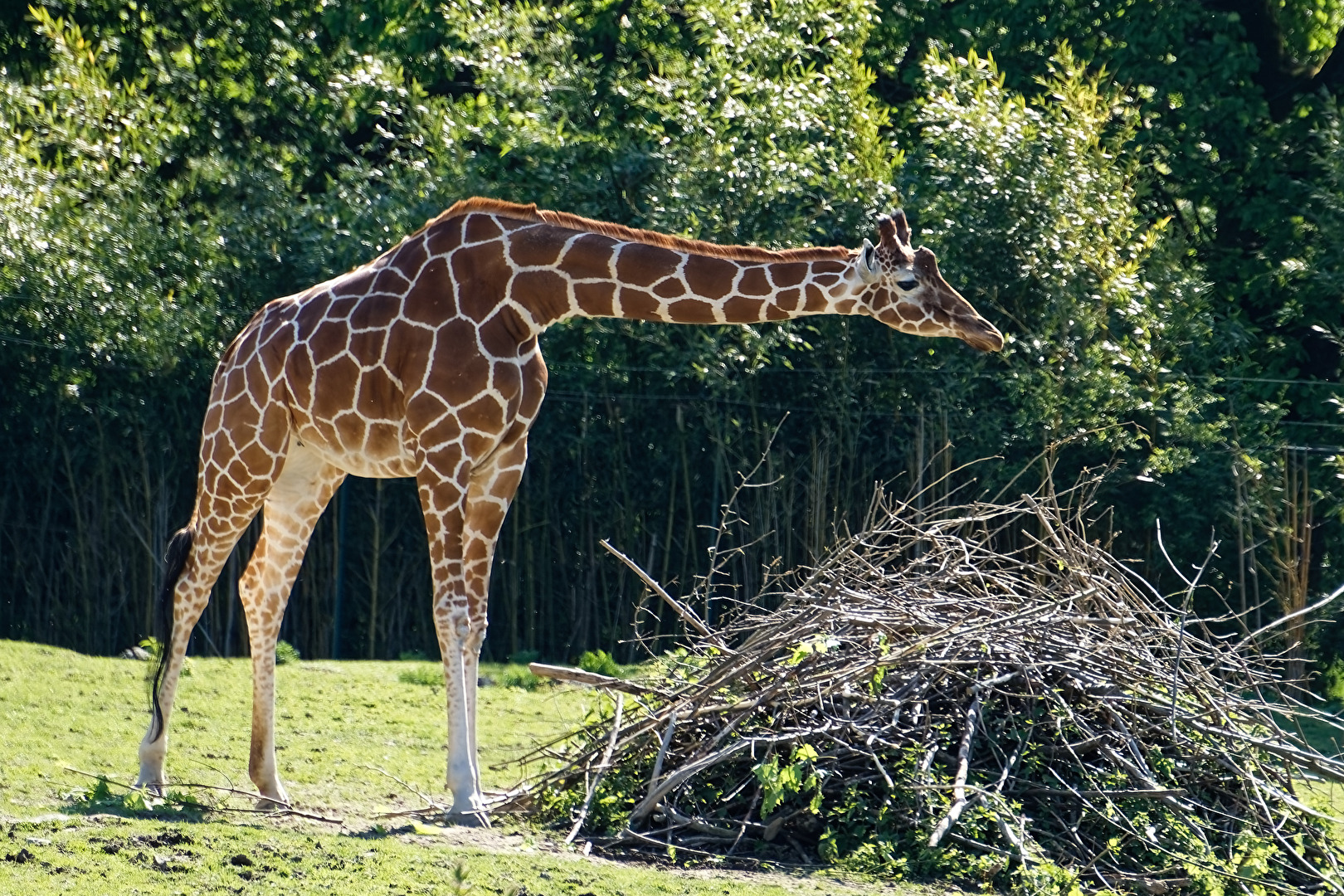 Giraffe