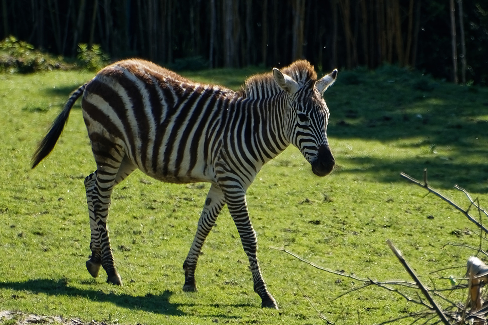 Zebra