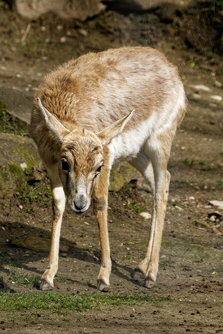 Persische Kropfgazelle