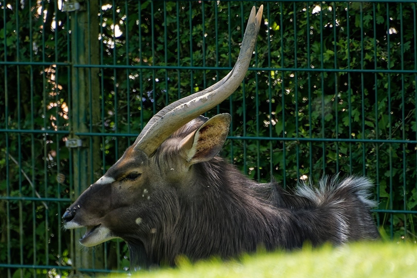 Flachlandnyala