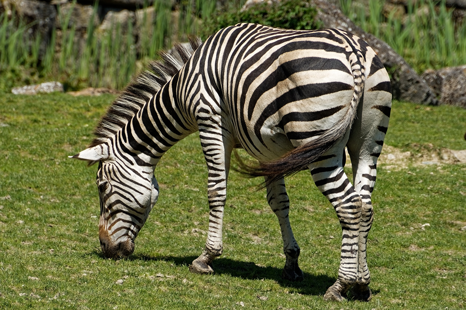 Zebra