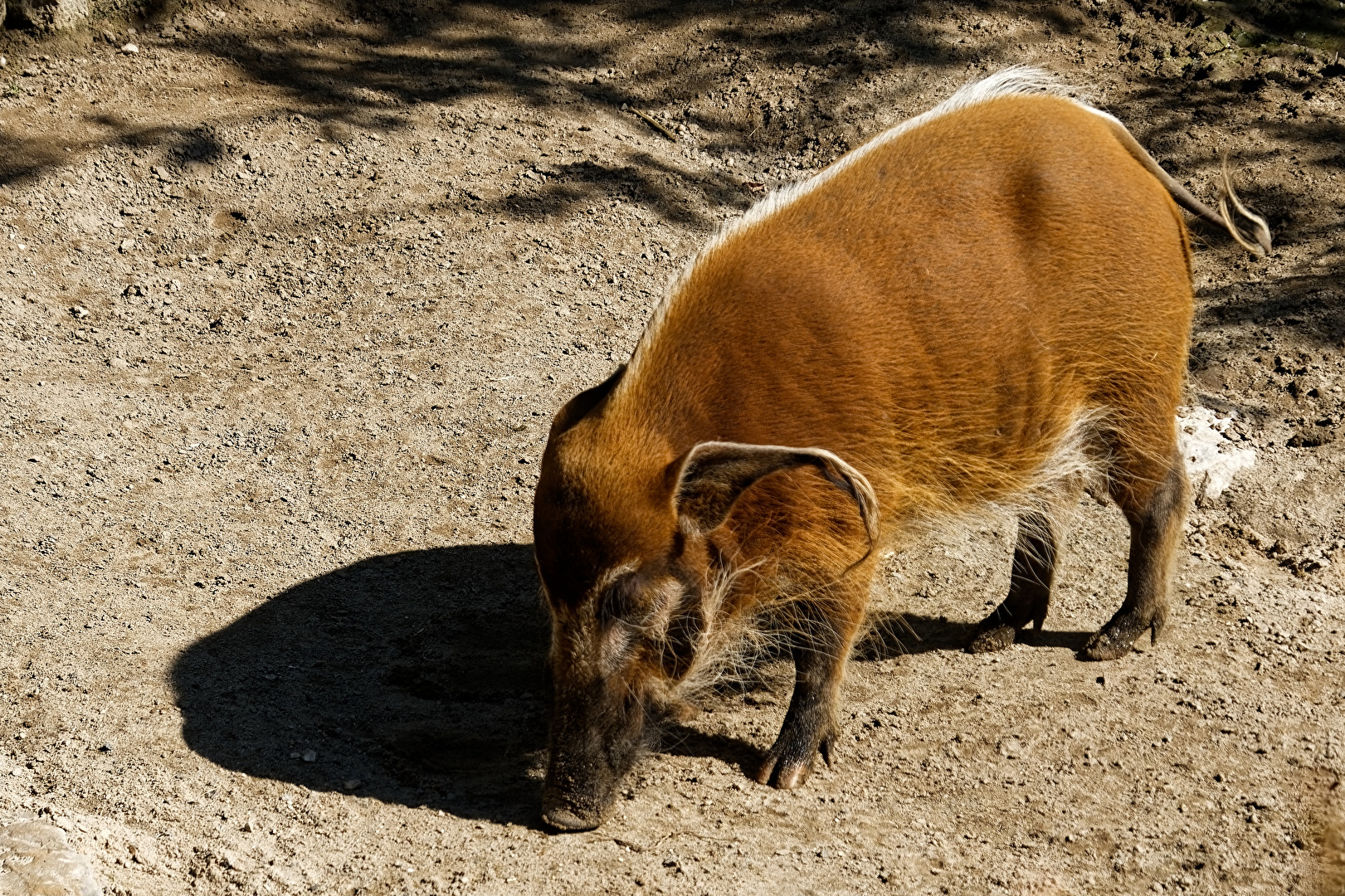 Pinselohrschwein