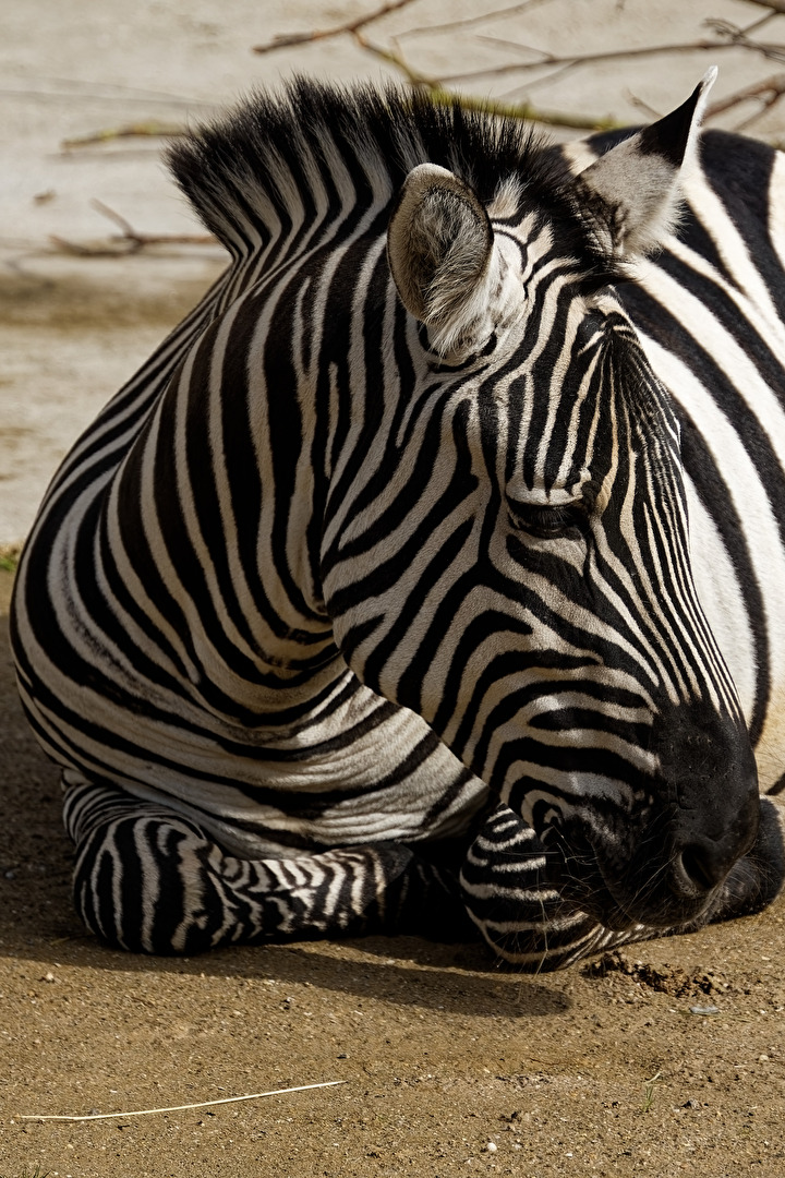Zebra