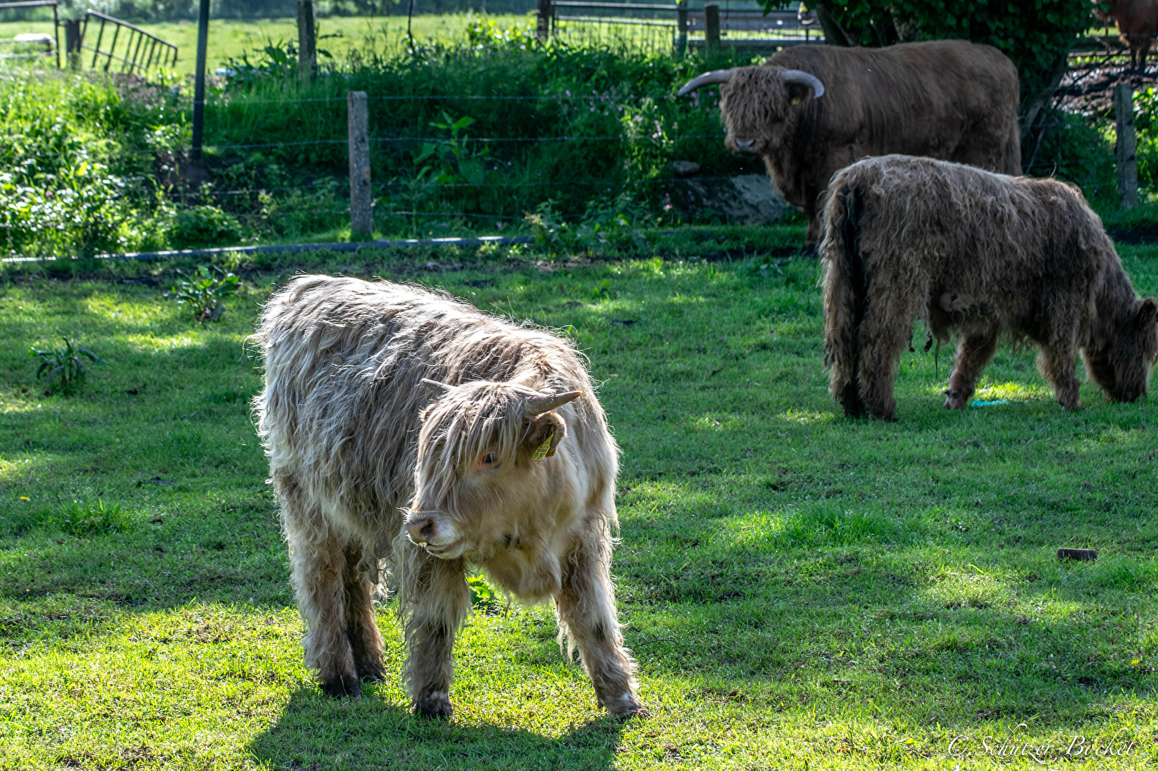 Zottelige Rinder , die Rasse kenn ich leider nicht