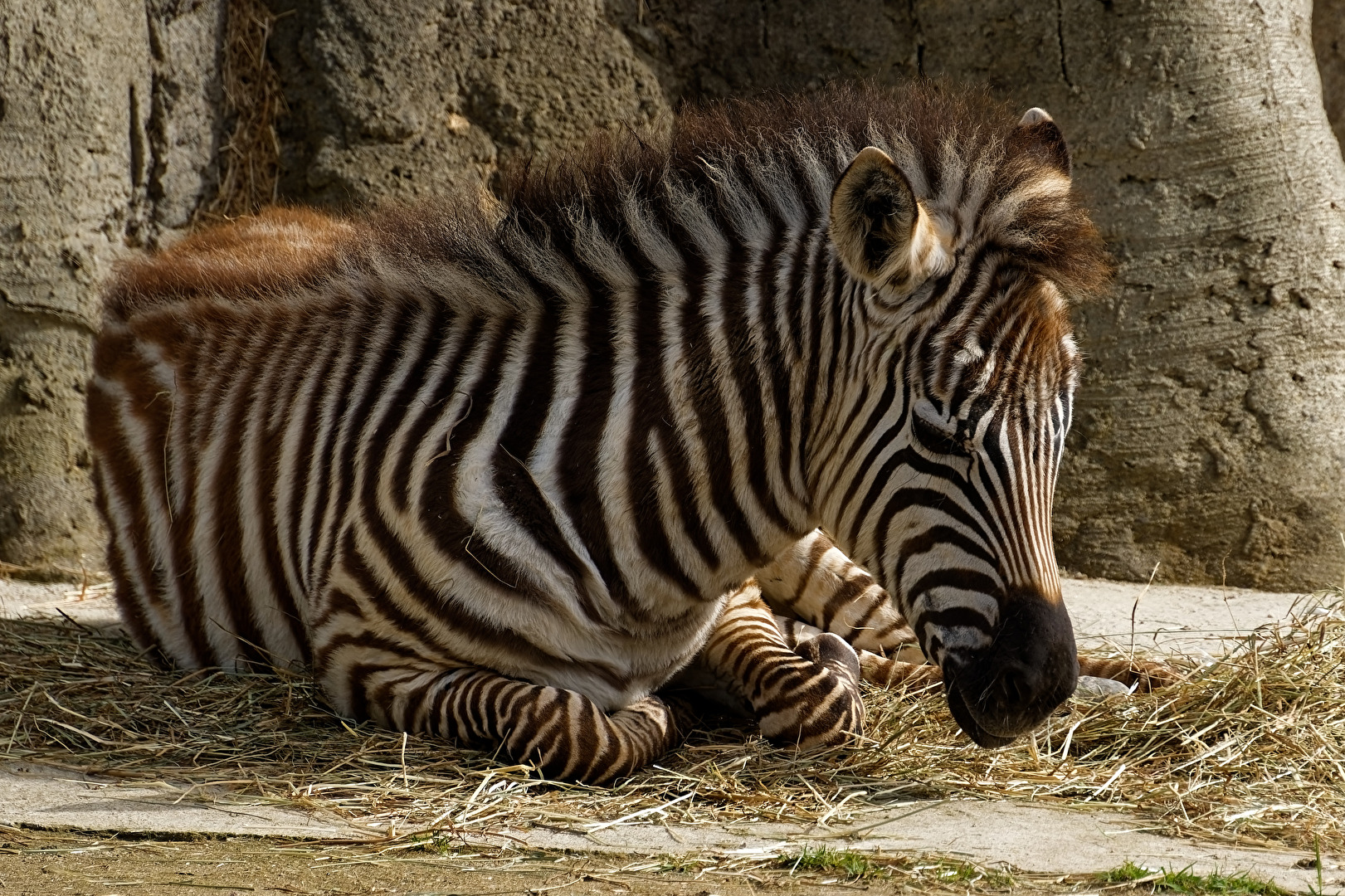 Zebra