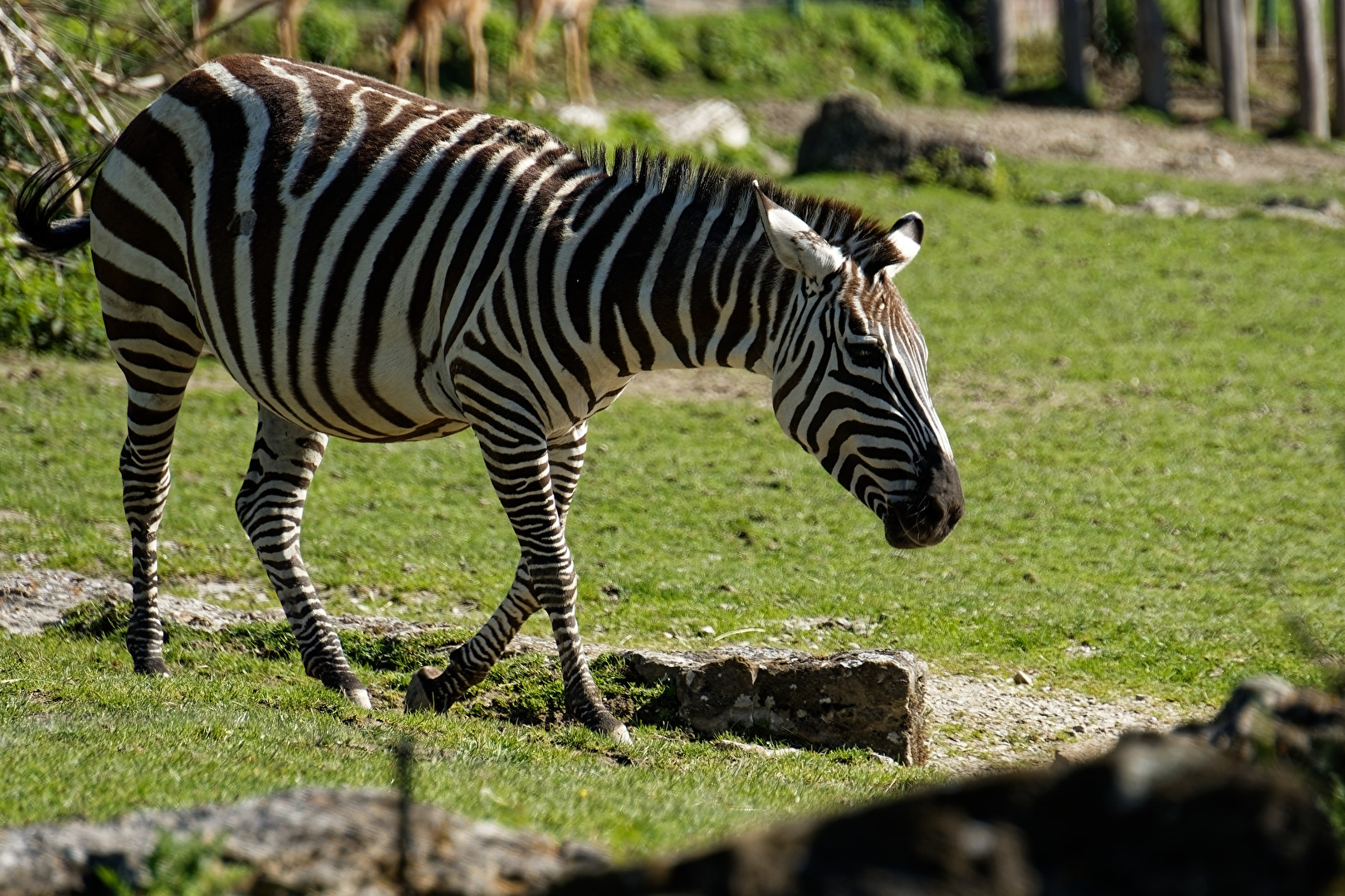 Zebra