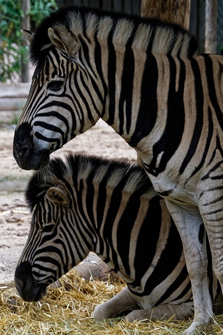 Zebras