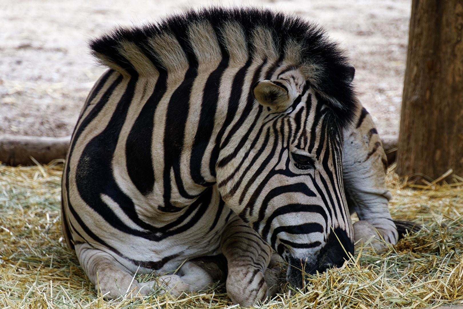 Zebra