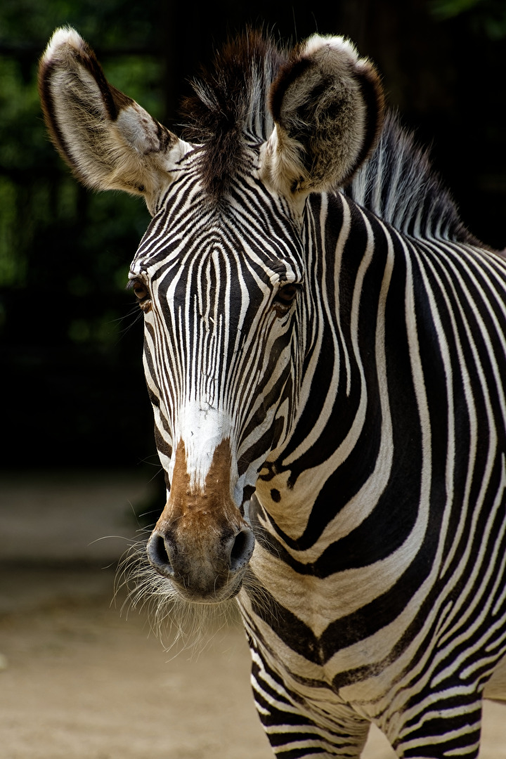 Zebra