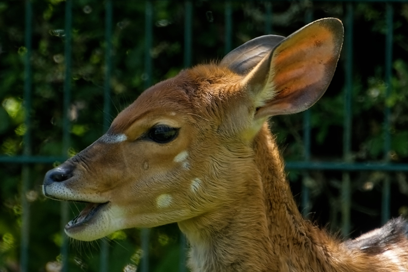 Flachlandnyala