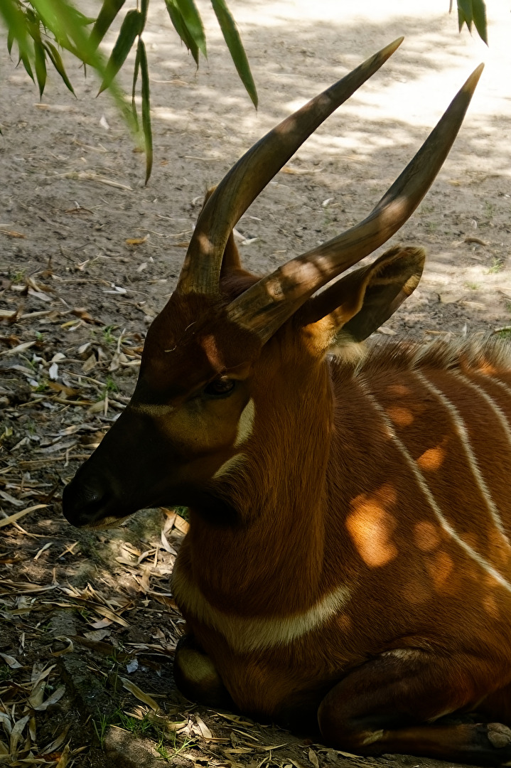 Bongo