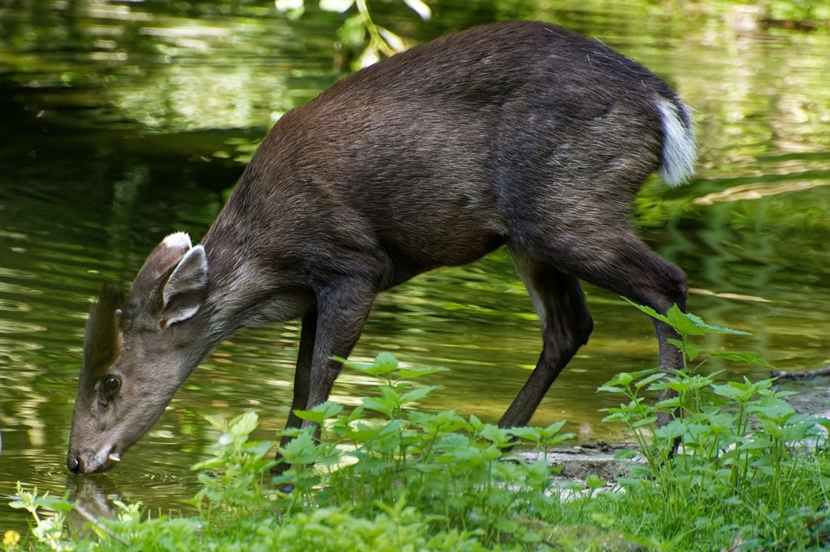 Schopfhirsch