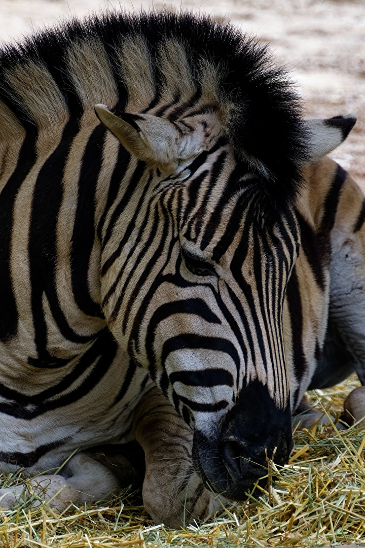 Zebra
