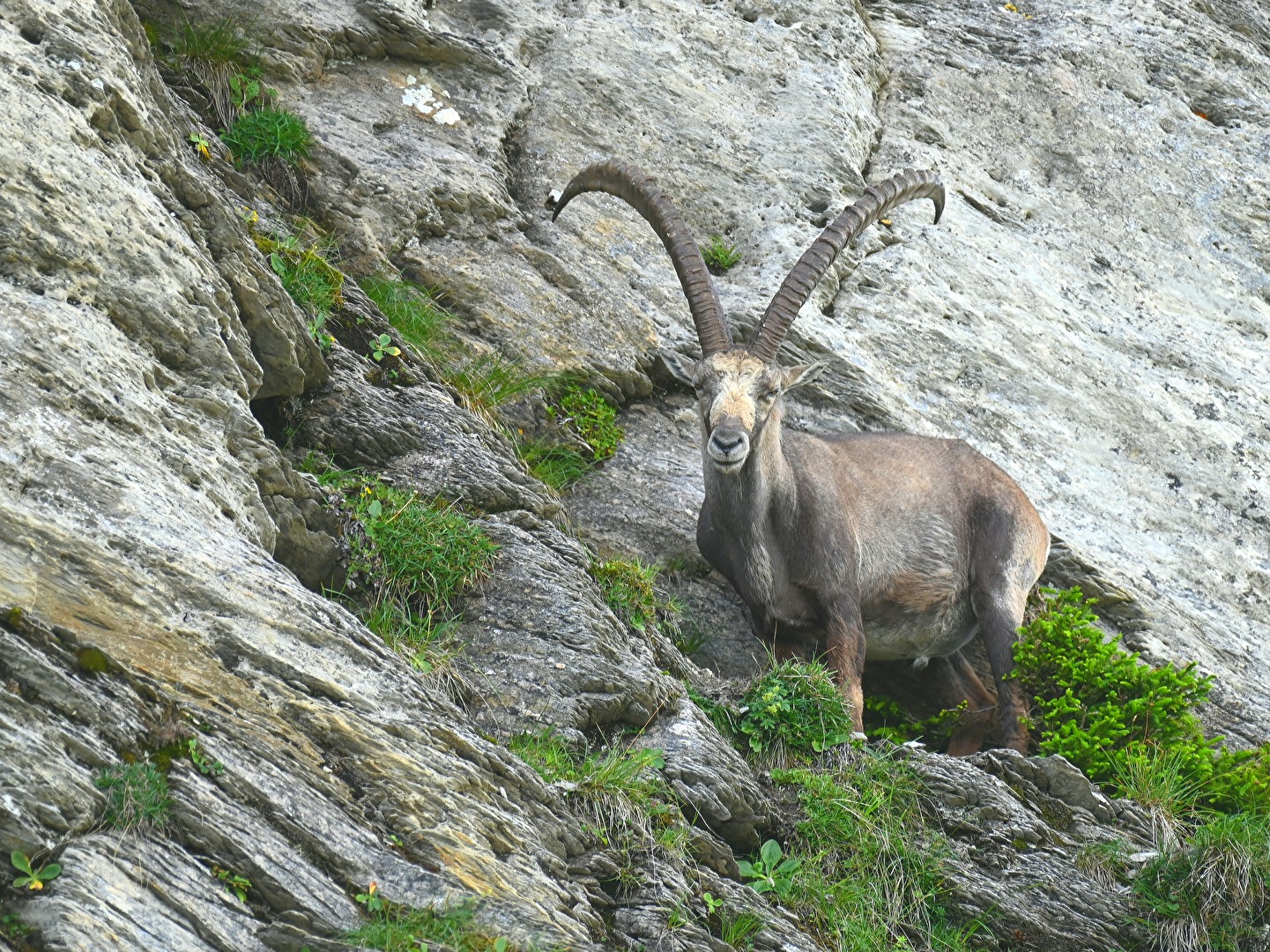 ALPENSTEINBOCK