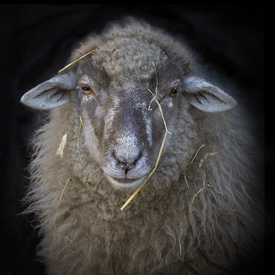 Nachdenkliches Schaf