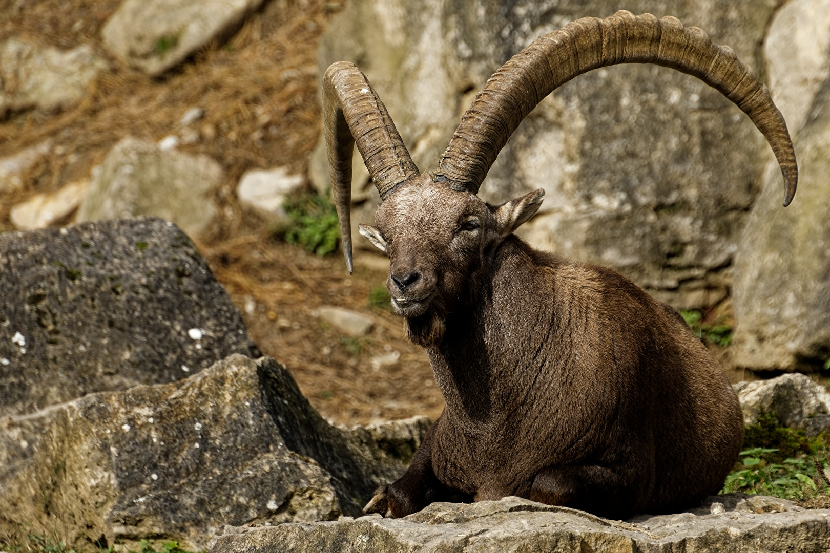 Alpensteinbock