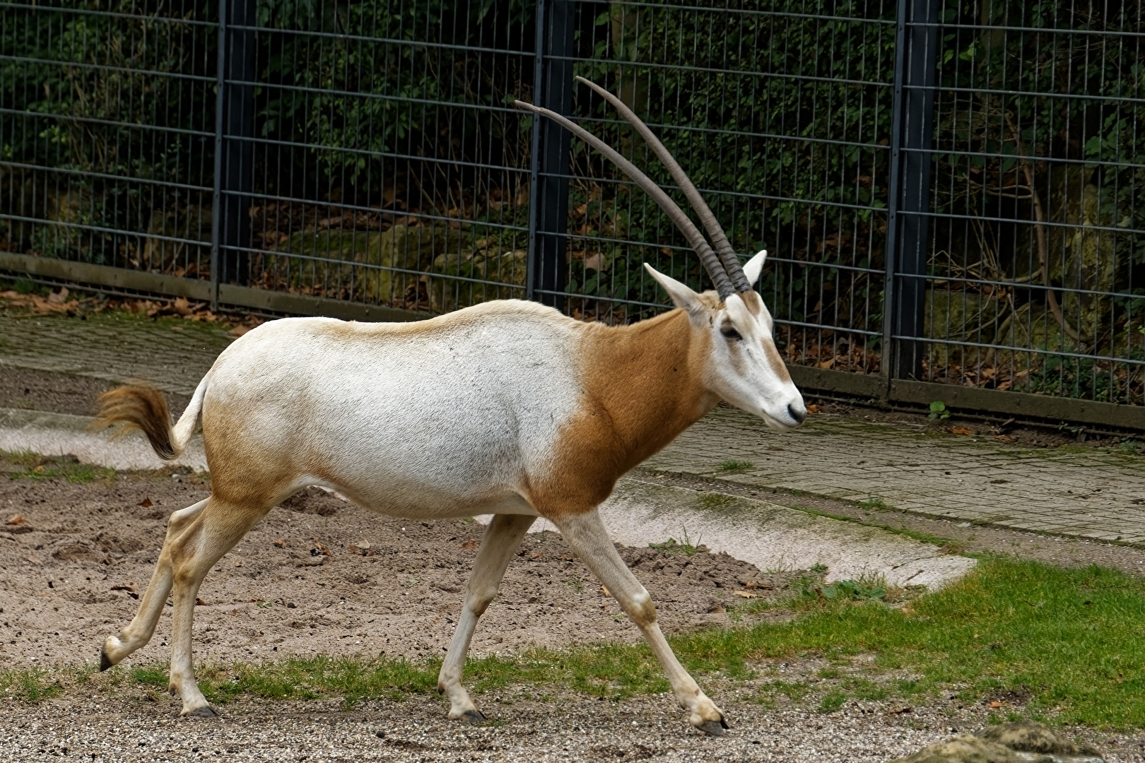 Säbelantilope