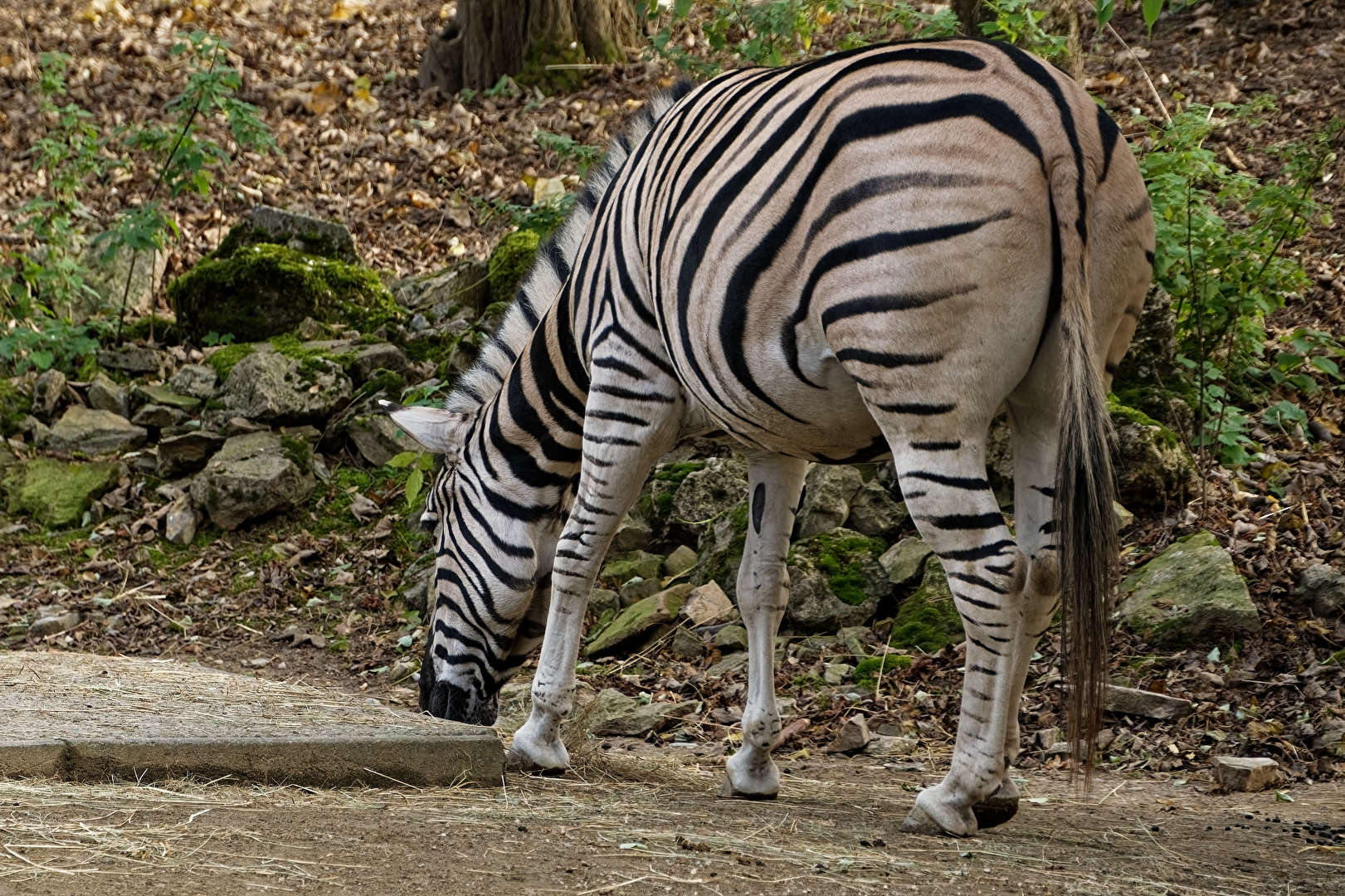 Zebra