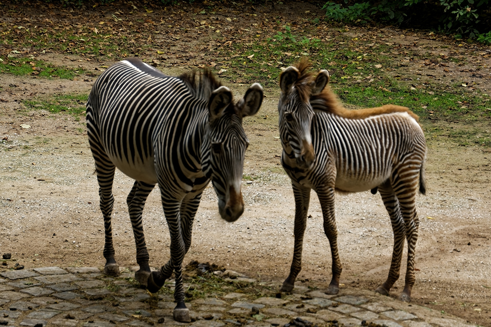 Grevy - Zebra