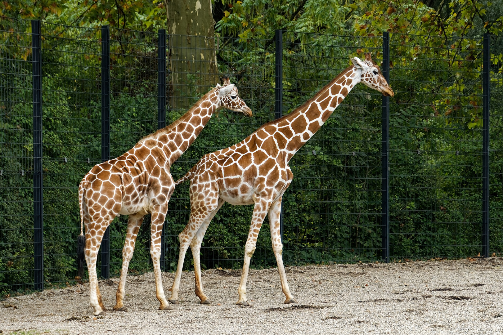 Giraffen