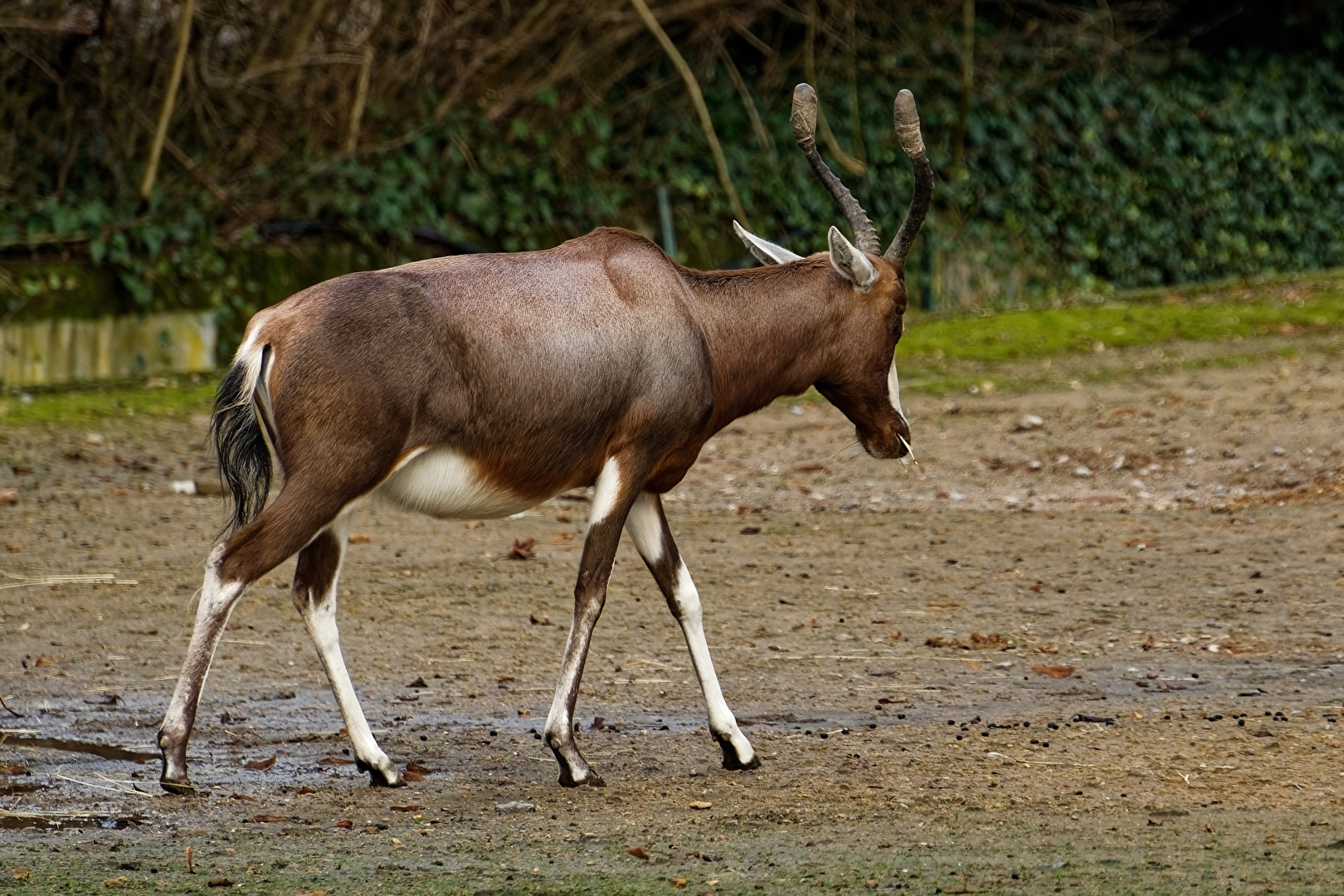 Blessbock