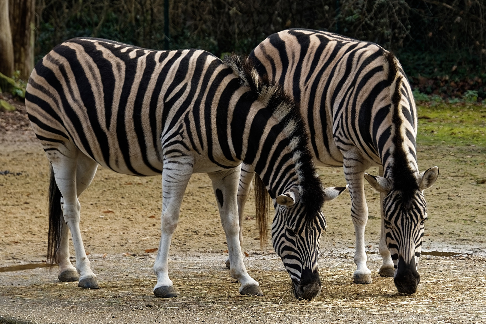 Zebras