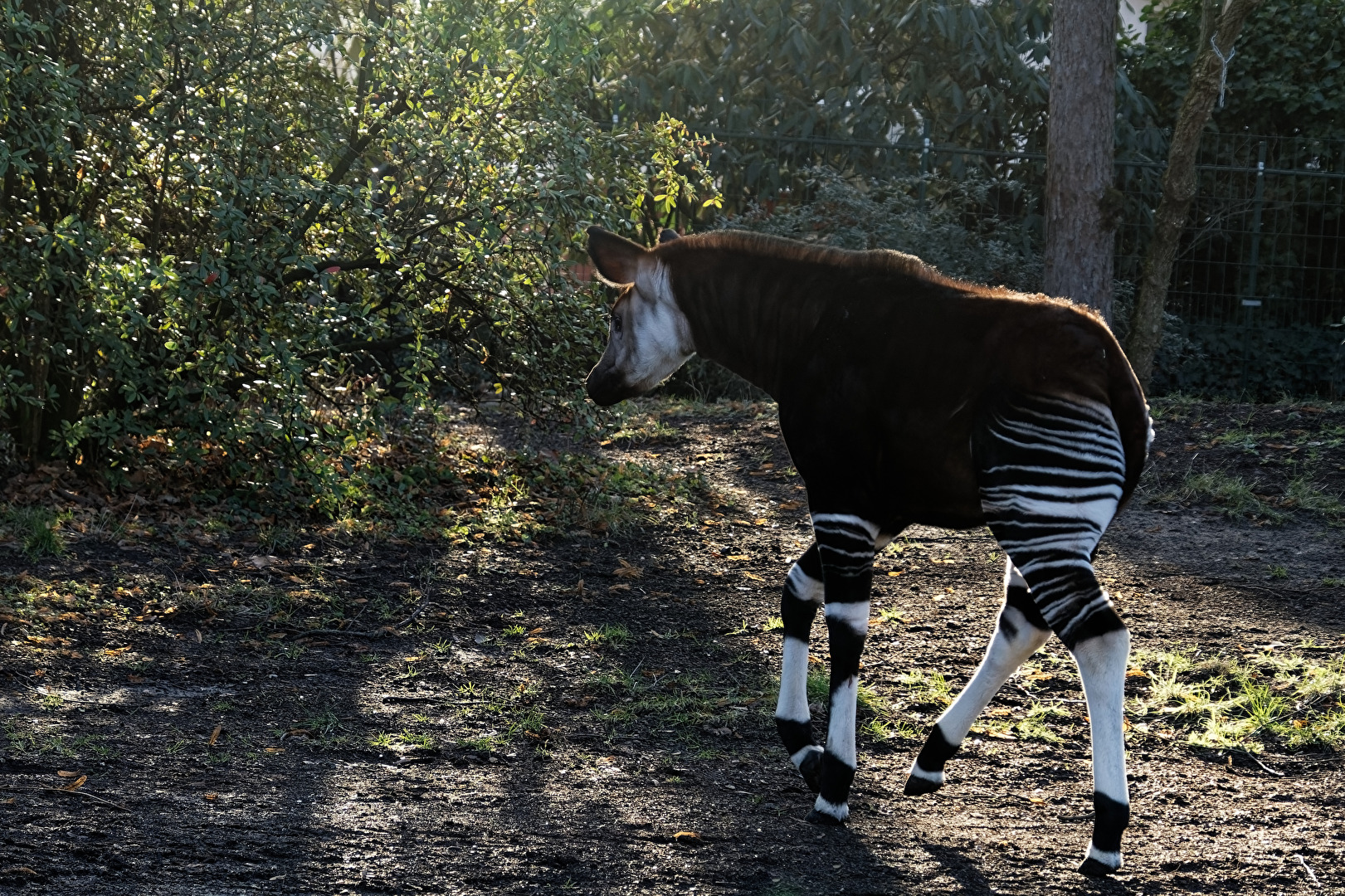 Okapi