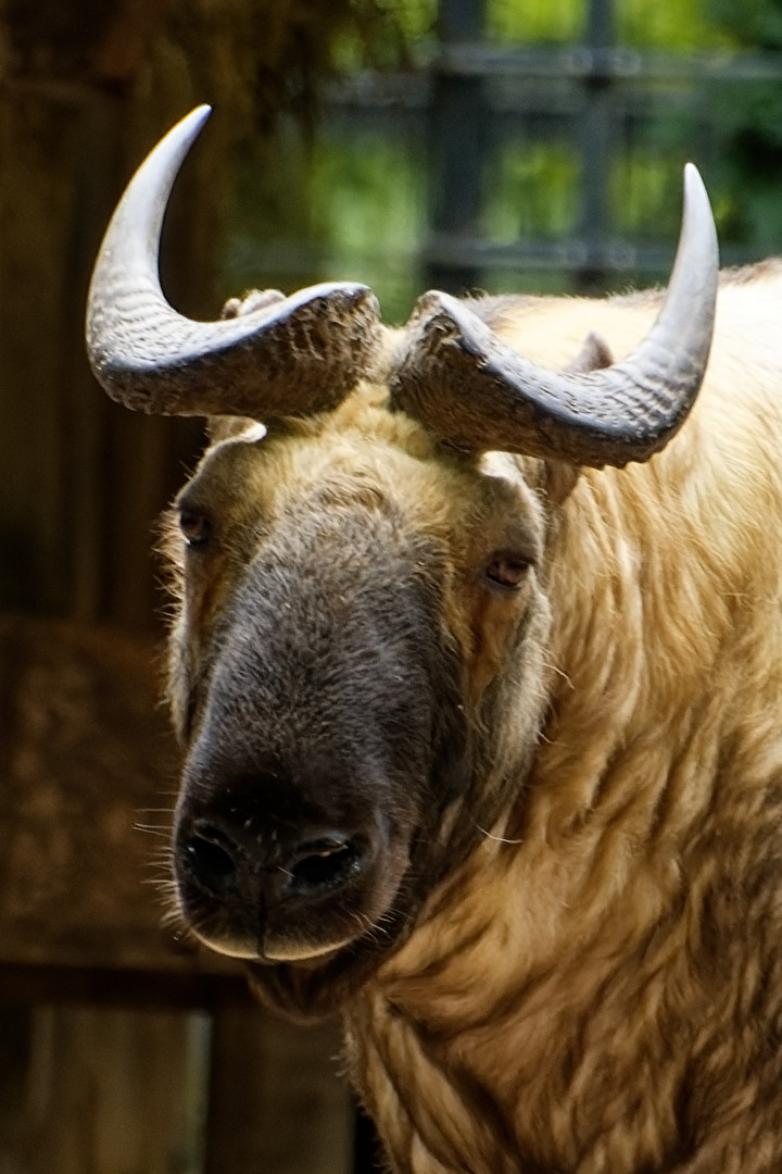 Mishmi-Takin