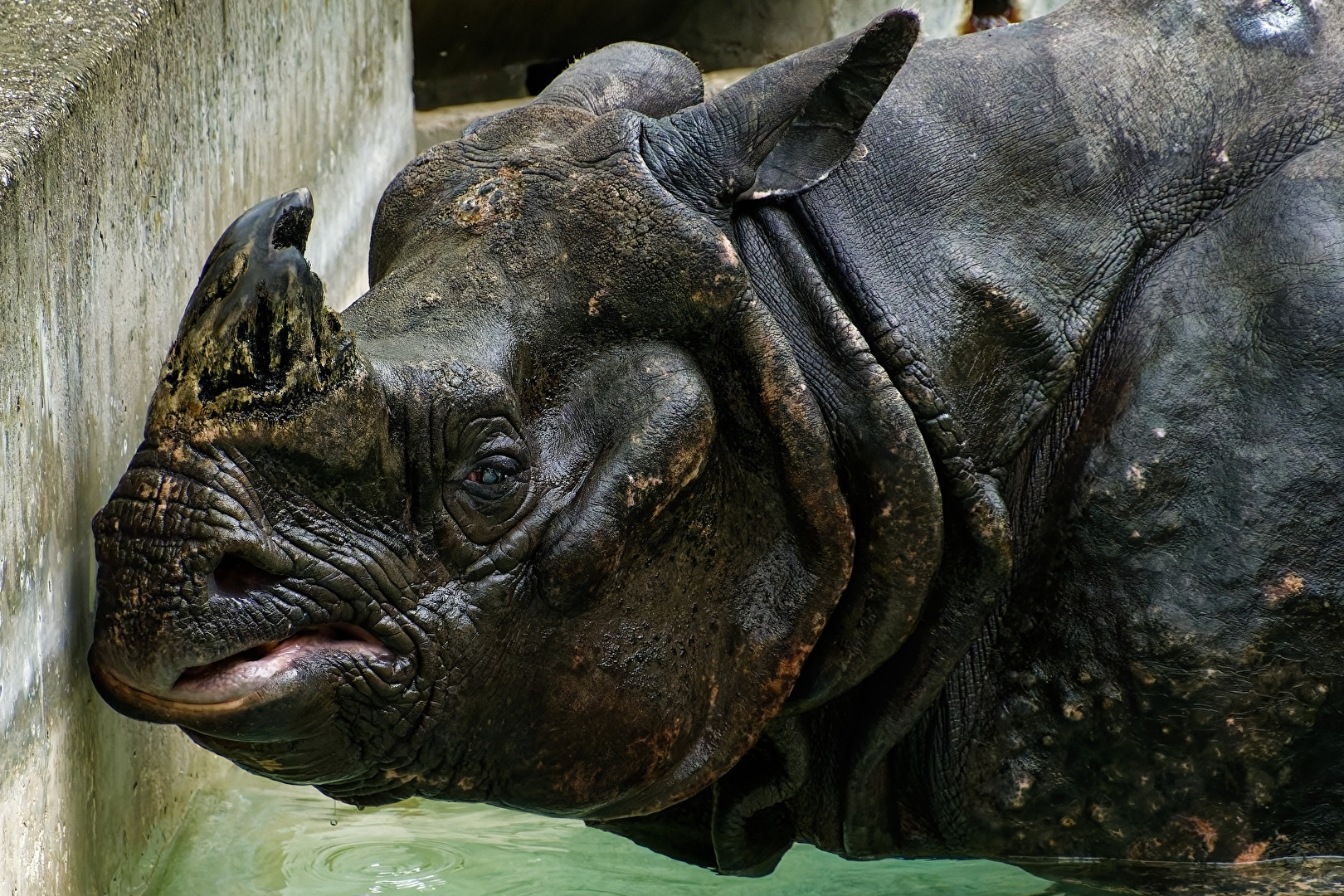 Nashorn