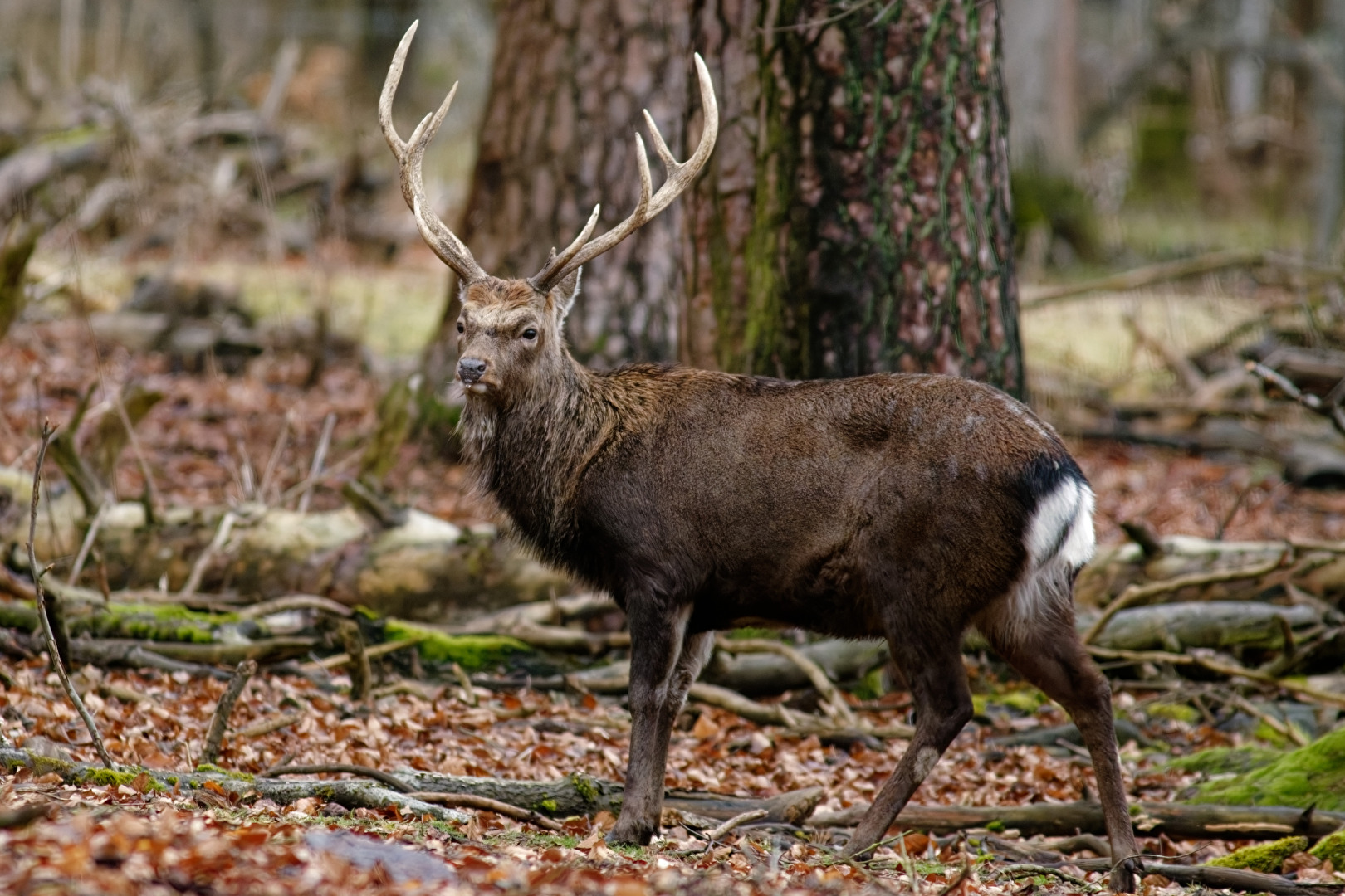 Sikahirsch