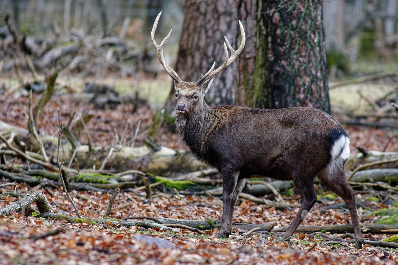 Sikahirsch