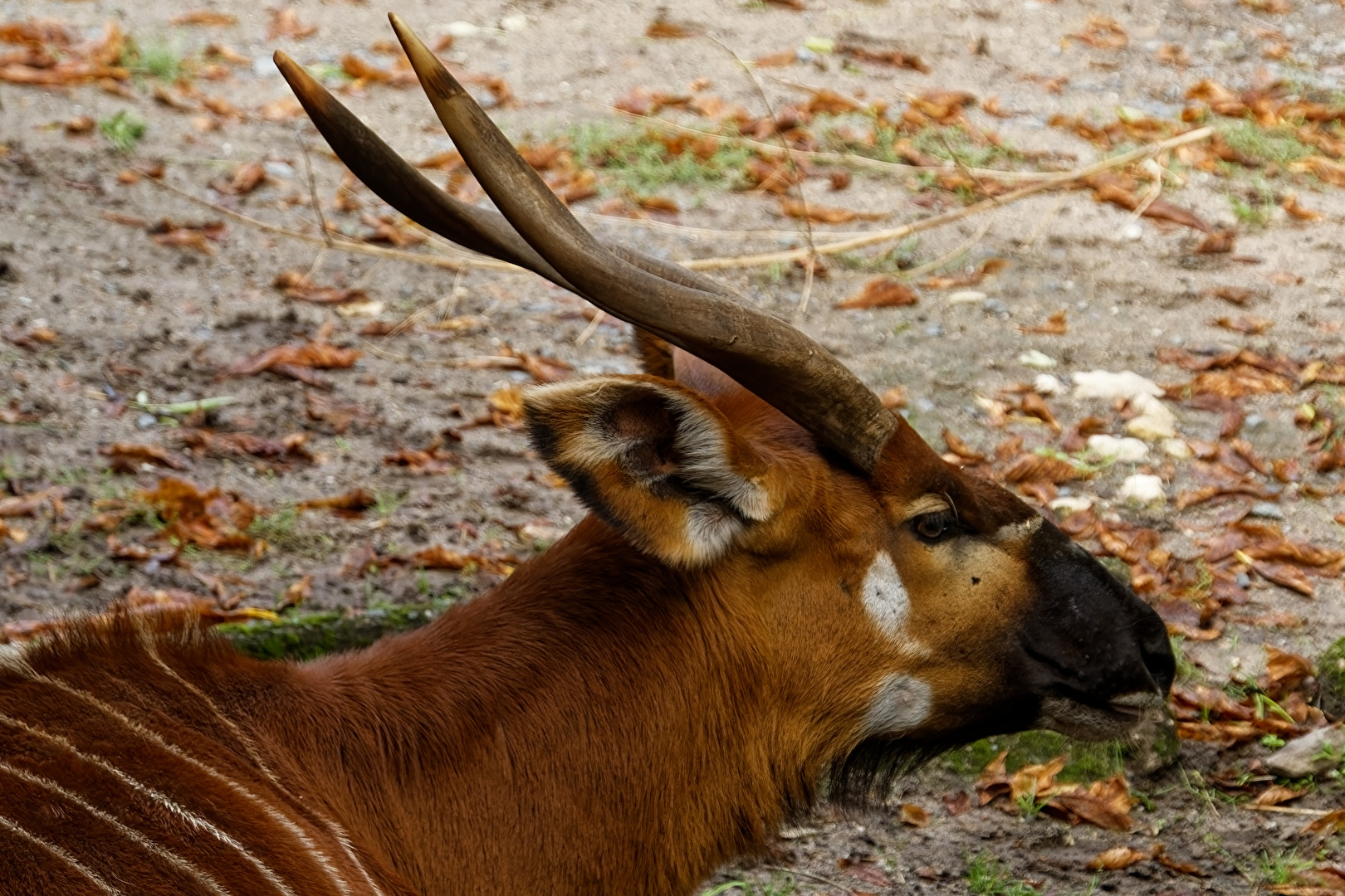 Bongo