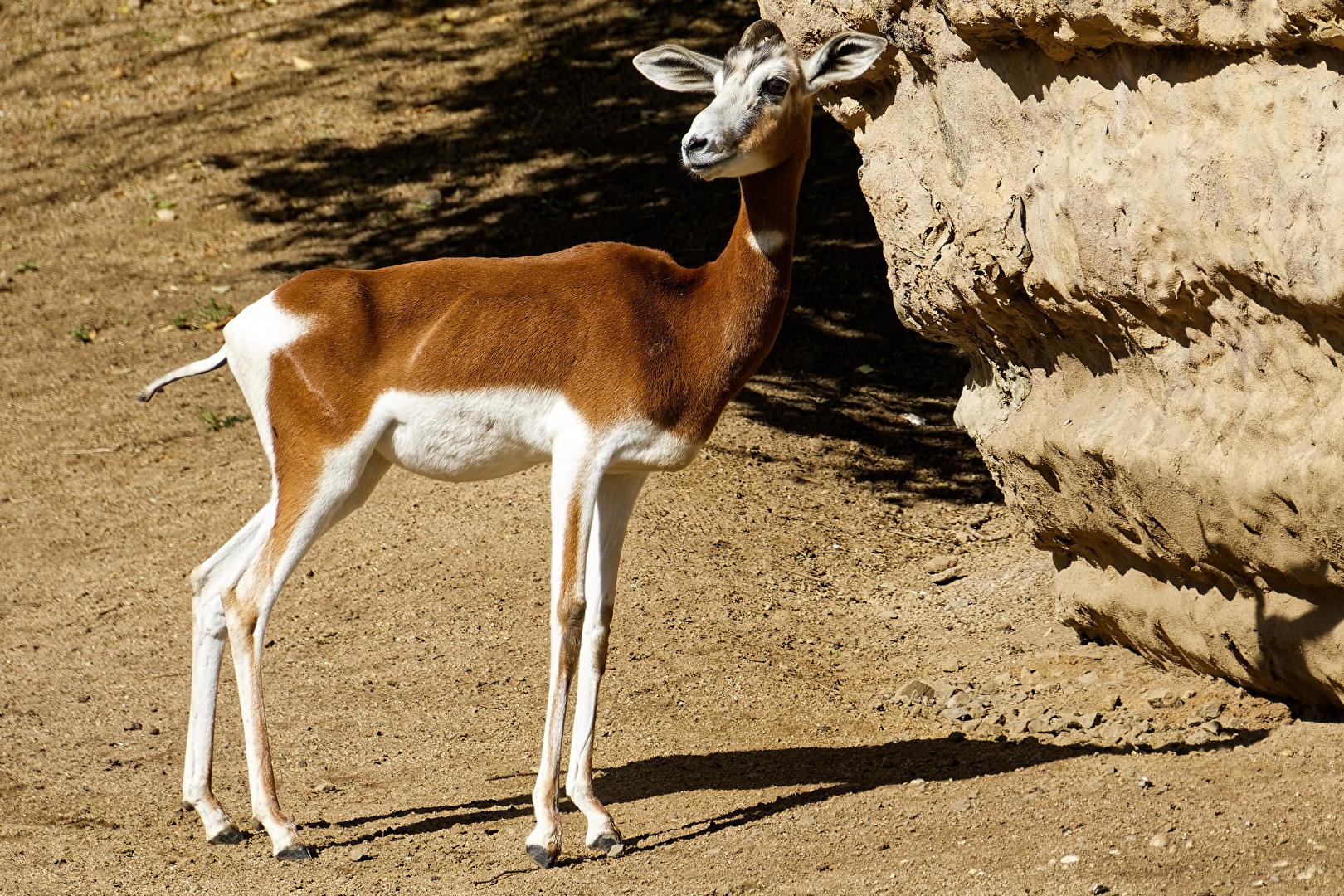 Mhorrgazelle