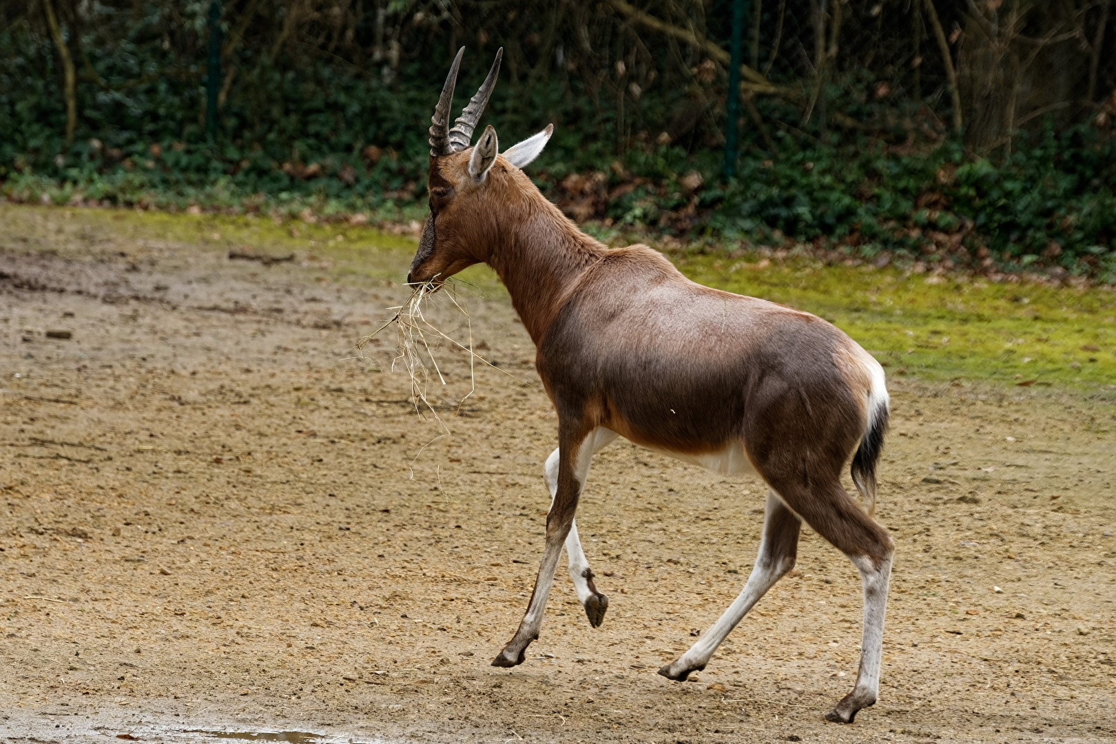 Blessbock