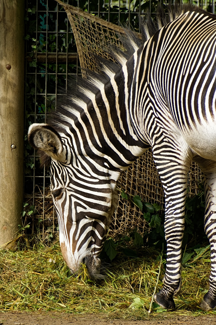 Zebra