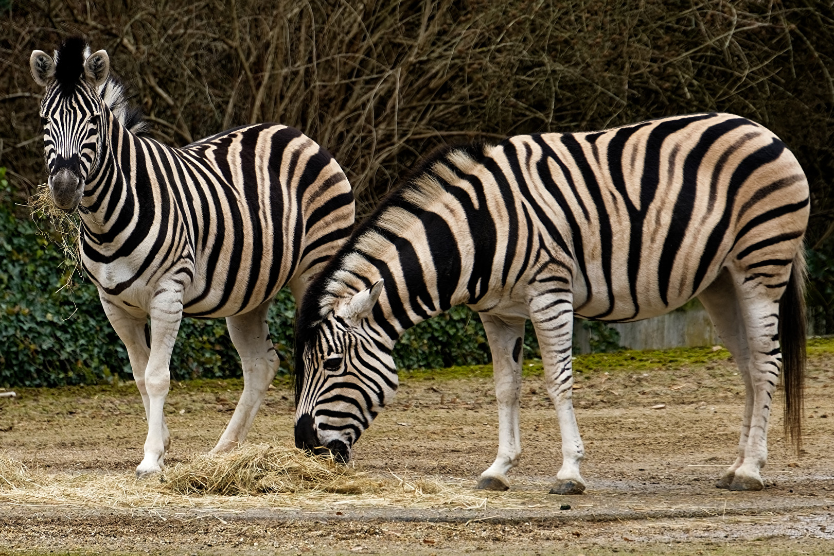 Zebras